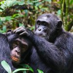 Ngogo chimpanzee