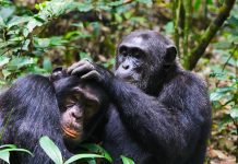 Ngogo chimpanzee