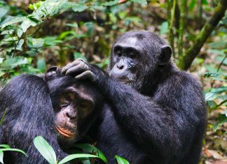 Ngogo chimpanzee