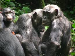 Ngogo chimpanzee