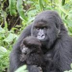 Gorilla permit