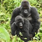 Mountain gorilla