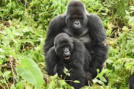 tourism in Uganda