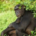 Chimpanzee