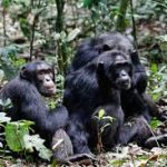 chimpanzee