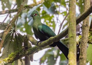 Mubwindi swamp