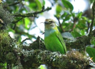 Mubwindi swamp for Birdwatching Mubwindi swamp