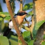 Luhdrers Bushrike