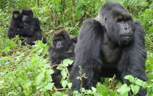 Conservation Through Public Health