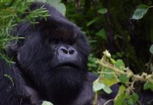 World Gorilla day World gorilla day