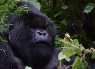 World Gorilla day World gorilla day