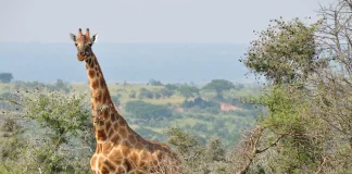 giraffes and hartebeests in ziwa
