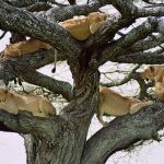 Tree-climbing