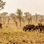 pian-upe-game-reserve