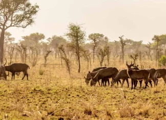 8 new national parks