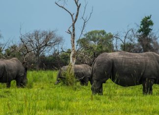 Ziwa Rhino sanctuary