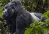 Conservation Through Public Health