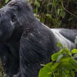 Conservation Through Public Health