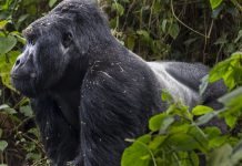 Conservation Through Public Health
