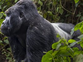 Conservation Through Public Health