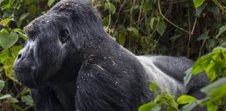 Conservation Through Public Health