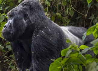 Conservation Through Public Health