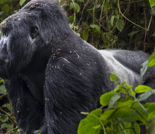 Conservation Through Public Health