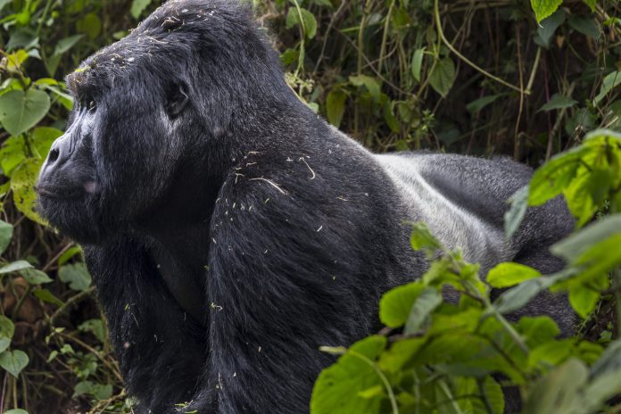 Conservation Through Public Health