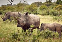 Uganda Strengthens Rhino Conservation With Arrival of Eight Rhinos From South Africa