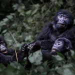 Southern Africa tourism