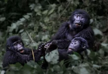 Uganda Launches Southern Africa Tourism Roadshow Southern Africa tourism