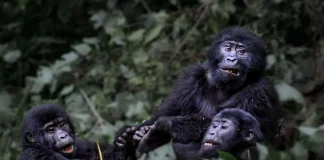 Uganda Launches Southern Africa Tourism Roadshow Southern Africa tourism