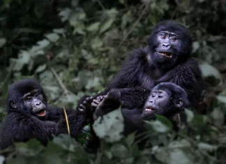 Southern Africa tourism