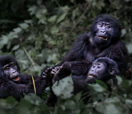 Southern Africa tourism