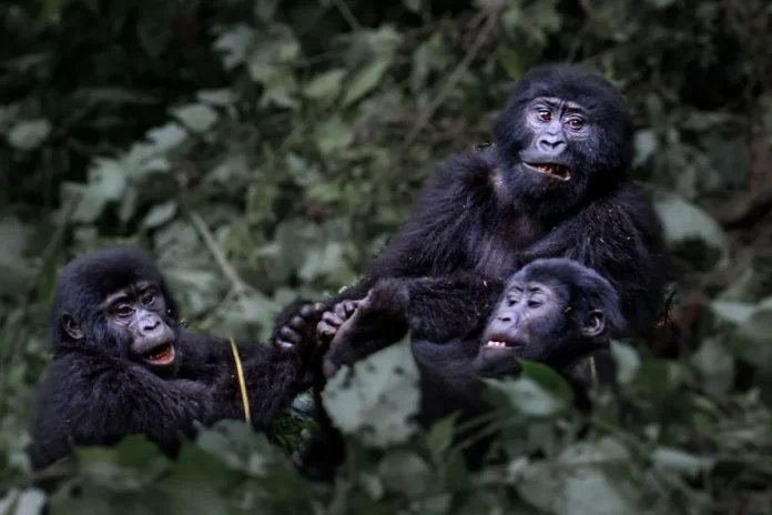gorilla-juveniles-du006354 Southern Africa tourism