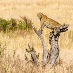 Kidepo Valley National Park