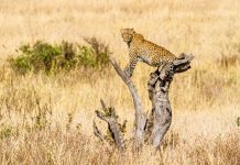Kidepo Valley National Park