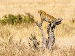 Kidepo Valley National Park