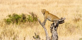 Kidepo Valley National Park ranked among Africa’s top safari parks Kidepo Valley National Park