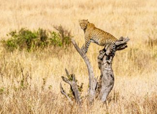 Kidepo Valley National Park ranked among Africa’s top safari parks Kidepo Valley National Park