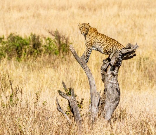 Kidepo Valley National Park