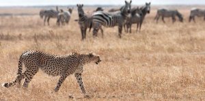 Kidepo Valley National Park