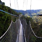 The Canopy Walk in Sebitoli tourism sector canopy walk