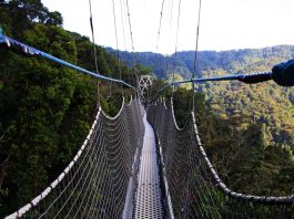 canopy walk