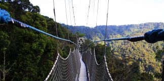 The Canopy Walk in Sebitoli tourism sector canopy walk