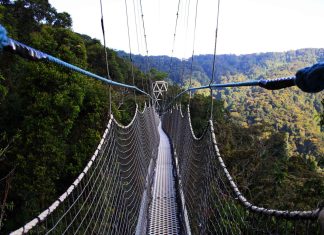 canopy walk