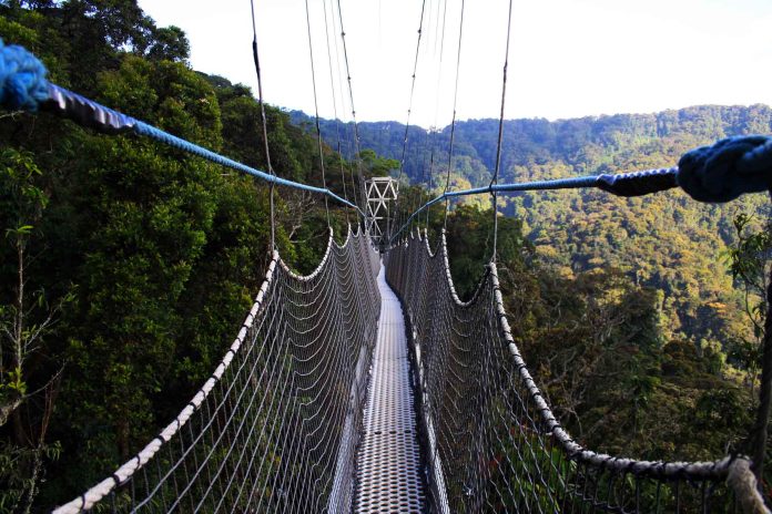 canopy walk