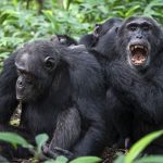 chimpanzee-civil-war