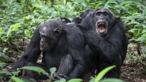 chimpanzee civil war
