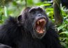 chimpanzee civil war